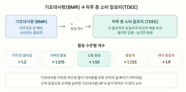 기초대사량